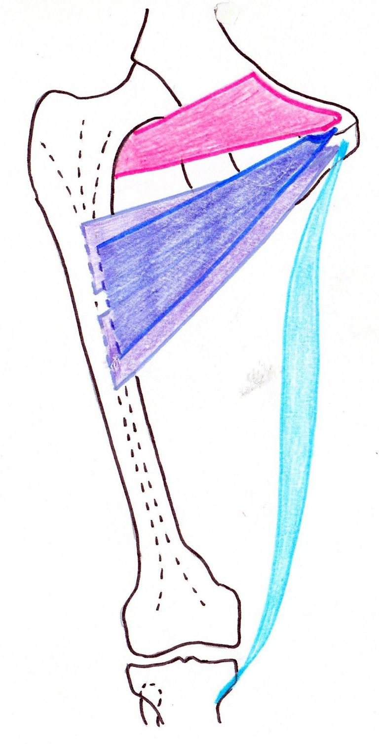 Adducteur, tout savoir sur ces muscles