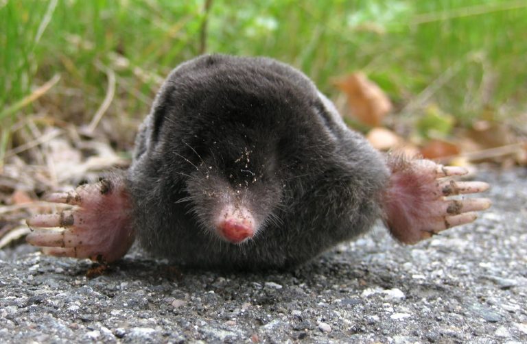 Comment se débarrasser des taupe ?