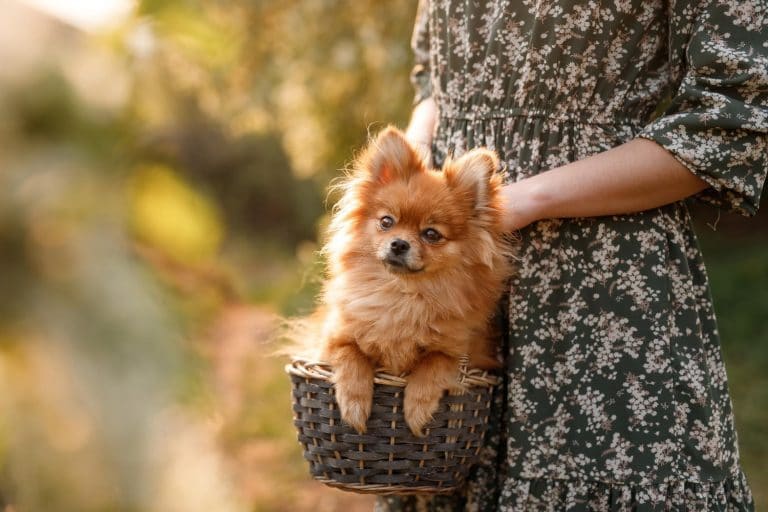 Prendre soins de votre animal l&rsquo;été