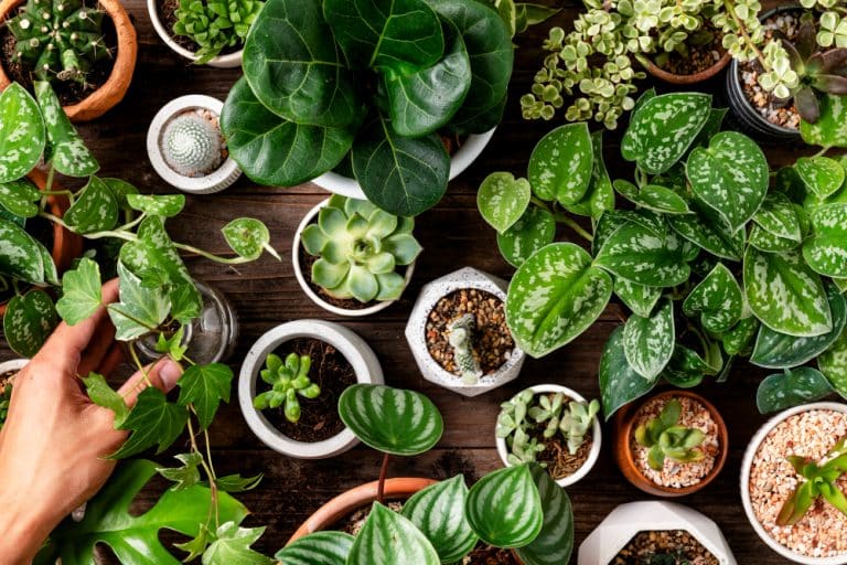 Les meilleures plantes d&rsquo;intérieur pour votre salon
