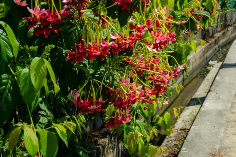 Les fleurs grimpantes : diversité et variété
