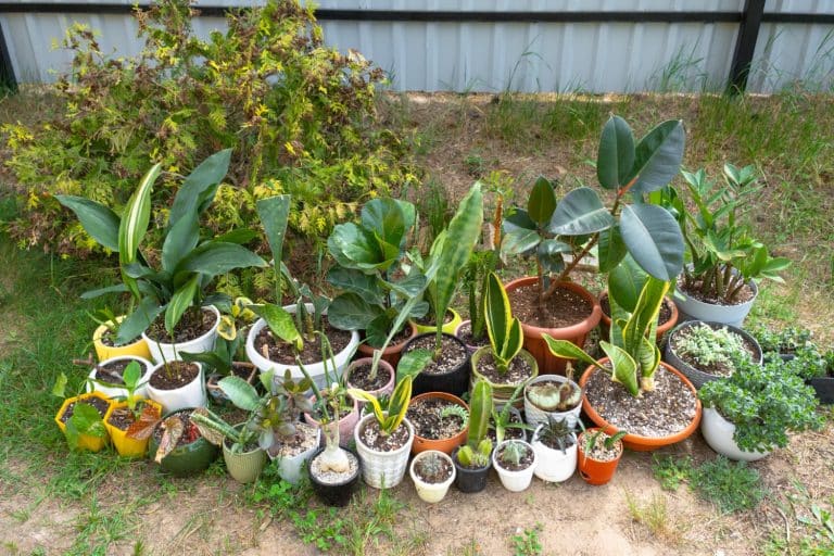 Astuces pour prendre soin de ses plantes pendant un long voyage