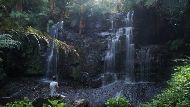 Les vertus des bains de forêt en automne : immersion en pleine nature
