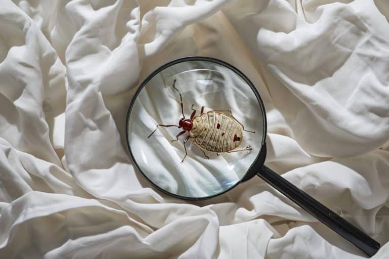 Éradication des punaises de lit : techniques professionnelles et conseils pratiques pour un logement sain
